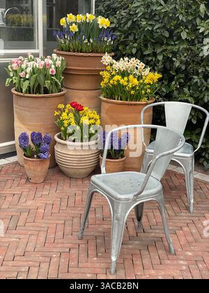 Die Frühlingsblüten brechen aus Terrakotta-Töpfen hervor, die von Industriestühlen aus Metall auf einer Backsteinterrasse akzentuiert werden und eine bezaubernde Outdoor-Szene schaffen. Stockfoto