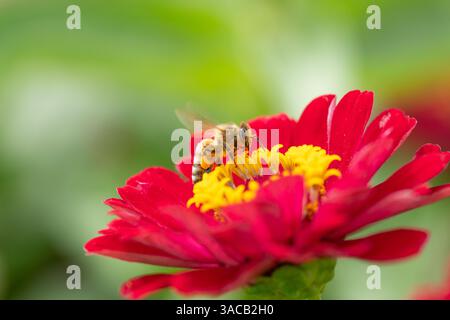 Honigbiene (APIs mellifera) mit Pollenkörben auf roter Blume im Sommergarten Stockfoto