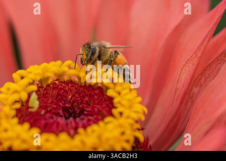 Honigbiene (APIs mellifera) mit Pollenkörben auf roter Blume im Sommergarten Stockfoto