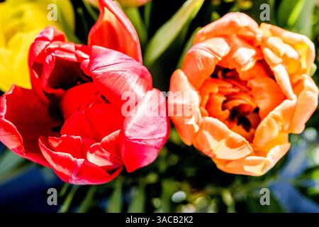 Bunte Tulpenbüschel; Bunter Tulpenstrauß Stockfoto