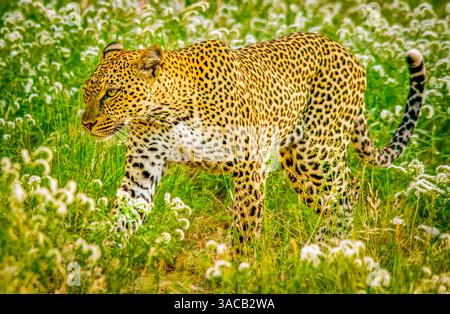 Samburu National Reserve, Kenia. Porträt eines afrikanischen Leoparden, der Beute im hohen Gras der Savanne verfolgt. Stockfoto