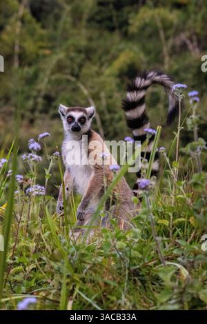 Afrika, Madagaskar, Vakona Forest Reserve, Lemur Island. RingschwanzLemur in einem Wildblumenfeld. Stockfoto