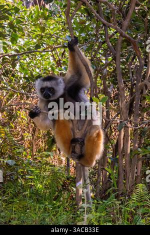 Afrika, Madagaskar, Andasibe. Vakona Forest Lodge, Vakona Reserve. Diademed Sifaka Lemur klammert sich an einen Baum. Stockfoto
