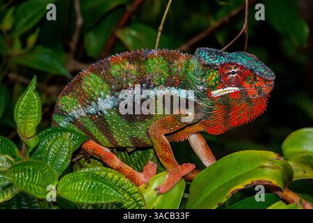 Afrika, Madagaskar, Andasibe-Mantadia Nationalpark. Panther Chamäleon auf einem Ast im Wald. Stockfoto