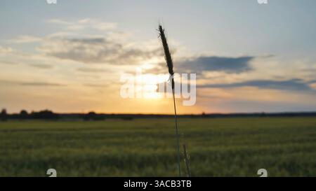 Der weiße Stiel ist mit Silhouetten versehen, der goldene Sonnenuntergang glüht dahinter und wirft dramatische Schatten über die reifende Ackerlandschaft Stockfoto