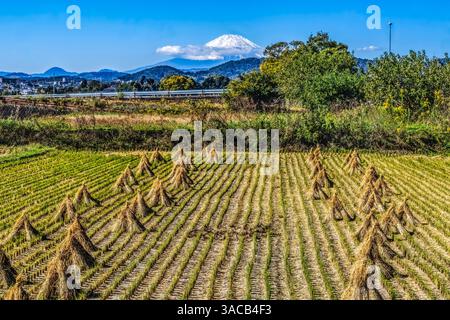 Farbenfrohes Reisfeld mit schneebedecktem Fuji, Hiratsuka, Kanagawa, Japan. Der höchste Berg Japans über 12.000 Meter. Stockfoto