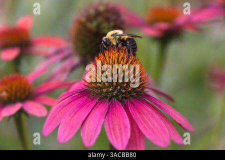 Tischlerbiene auf purpurrotem Coneflower. Stockfoto