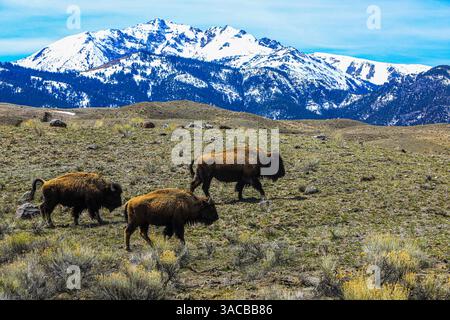 Yellowstone National Park, American Bison Trio auf Ebenen mit verschneiten Rocky Mountains. Stockfoto