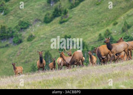 Elchherde in der alpinen Tundra der Colorado Mountains Stockfoto