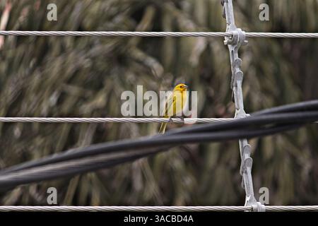 Landschaftsbild eines Vogels, bekannt als Safranfinke ( Sicalis flaveola ), auf einem Stromkabel Stockfoto