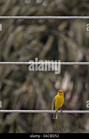 Vogel, bekannt als der landkanarienvogel (Sicalis flaveola), hoch oben auf dem niedrigsten kraftkap. Stockfoto