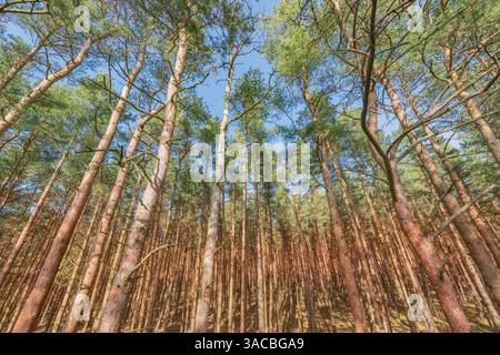 Kiefernstämme und Äste im Park. Stockfoto
