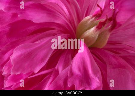 USA, Washington State, Seabeck. Rosa Pfingstrosenblüte Nahaufnahme. ©Don Paulson / Jaynes Gallery / DanitaDelimont.com Stockfoto