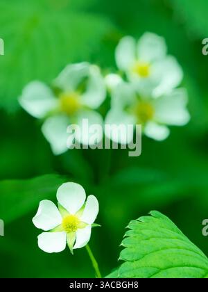 Bundesstaat Washington, USA. Erdbeerblüte aus der Nähe. Stockfoto
