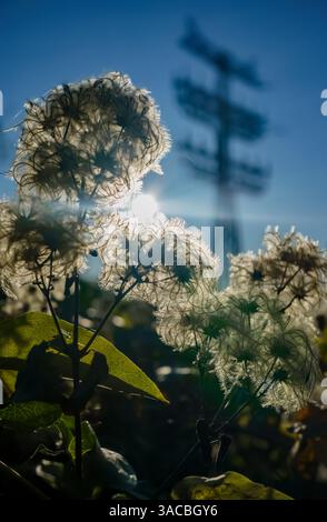 Hinterleuchtete wilde Clematis-Samenköpfe vor einem verschwommenen Strommast in der Nähe von Bahngleisen in Berlin-Friedrichshain, Deutschland, gefangen in warmem Abendlicht Stockfoto
