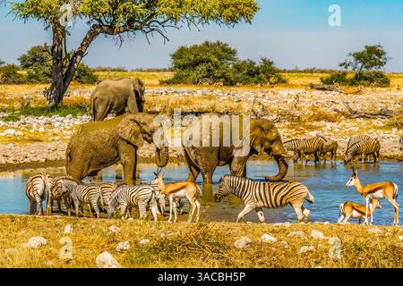 Etosha Nationalpark, Namibia, Afrika. Weitwinkelporträt von drei afrikanischen Bush-Elefanten, Thomson's Gazelles und einer Herde von Plains Zebras, die in trinken Stockfoto