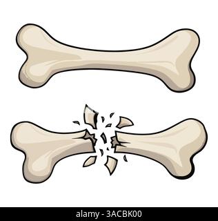 Set menschlicher Knochenskelettelemente. Enthält gekreuzte Knochen für Jolly Roger und Piratenflagge. Zeichentrick flache Illustration, auch ideal als Hundespielzeug Design Stock Vektor