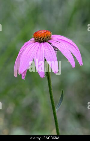 Violette Kegelblume, Echinacea Stockfoto