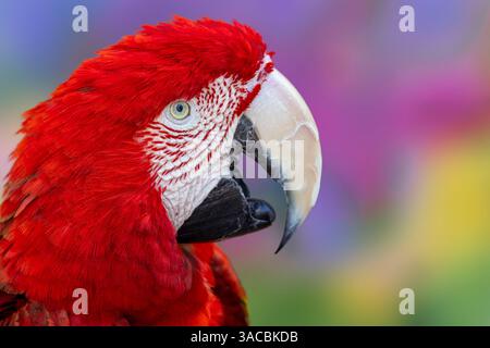 Roter und grüner Ara, grünflügeliger Ara. Stockfoto