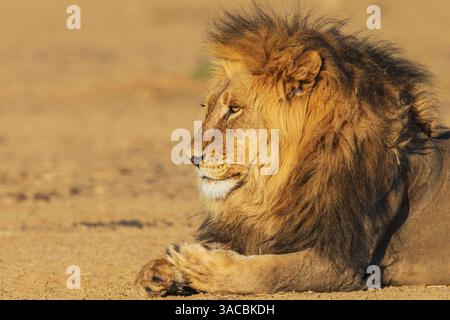 Männlicher Löwe mit schwarzem Mähnen, der in der Morgensonne der Kalahari-Wüste im südlichen Afrika ruht Stockfoto