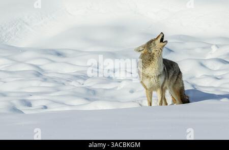 Kojotengeschrei in der winterlichen Landschaft Stockfoto