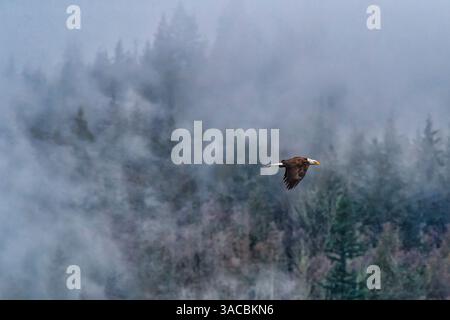 Weißkopfseeadler im Flug in Cascade Mountains, Washington State, USA Stockfoto