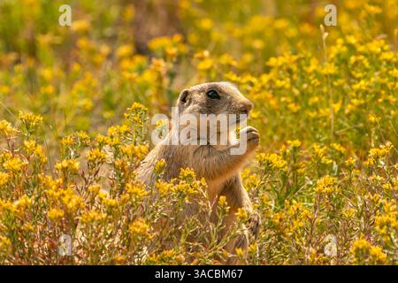 USA, Colorado, Arapaho National Wildlife Refuge. Weissschwanzer Präriehund, der inmitten von Blumen isst. ©Cathy & Gordon Illg / Jaynes Gallery / DanitaDelimont Stockfoto