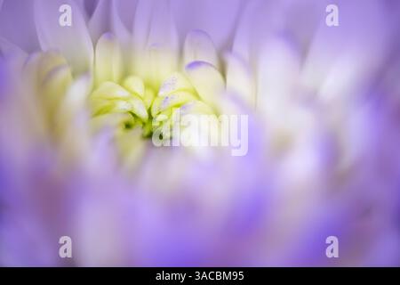 Chrysanthemenblume öffnet sich, Kentucky Stockfoto