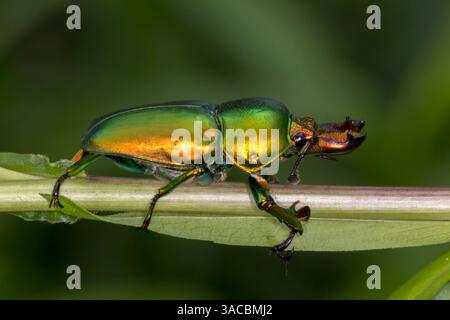 Goldener Hirschkäfer in natürlicher Umgebung - Lamprima aurata - Warburton, Victoria Stockfoto