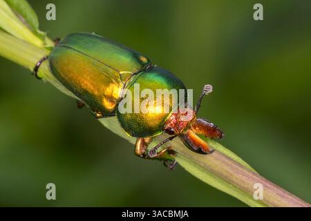 Lamprima aurata - metallisch grün goldener Hirschkäfer - Nahaufnahme Makro in einheimischer Vegetation Stockfoto