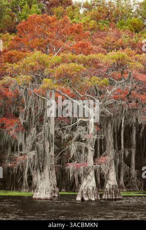 Kahle Zypressen und herbstliche Farben im südlichen Sumpf, Caddo Lake, Texas. Stockfoto