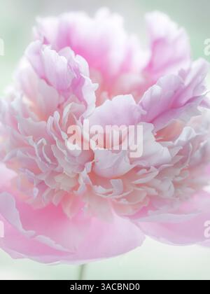 USA, Washington State, Seabeck. Rosa Pfingstrosenblüte Nahaufnahme. ©Don Paulson / Jaynes Gallery / DanitaDelimont.com Stockfoto