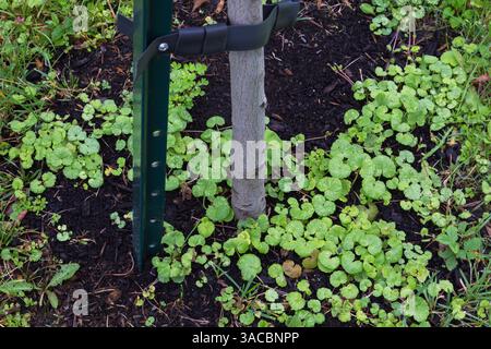 Centella asiatica – Gotu Kola wächst an der Basis eines Laubbaums, der im Sommer mit grünem Metallpfahl verbunden ist. Stockfoto