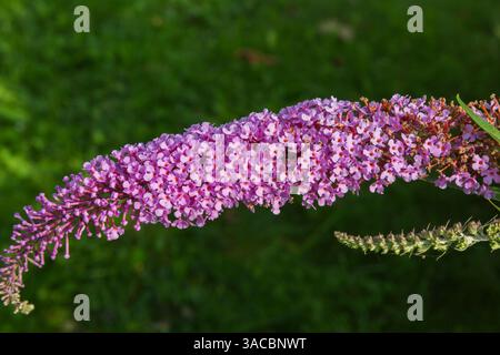 Nahaufnahme von Buddleja davidii „Pink Delight“ - Butterfly Bush im Sommer. Stockfoto