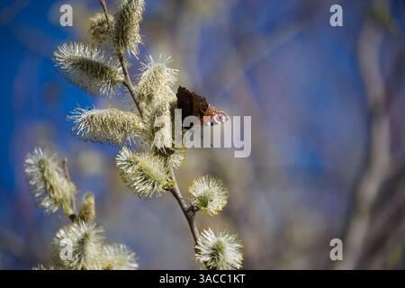 Europäischer Pfauenfalter, der auf einem blühenden Weidenzweig ruht, schlürft Nektar aus flauschigen Knospen im lebhaften Frühling vor einem klaren blauen Himmel, ca. Stockfoto