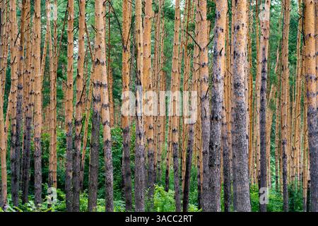 Vertikale Kiefernstämme bilden symmetrisches Muster in dichten Wäldern, grüner Unterholz ergänzt die krasse Holzstruktur der Waldlandschaft Stockfoto