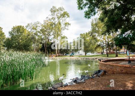 Duck Pond im Tamworth Bicentennial Park mit Ibis im Vordergrund. Stockfoto