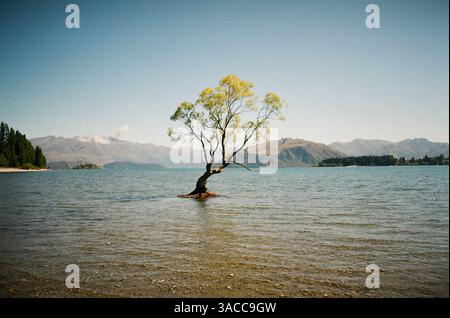 Wanaka Lone Tree auf 35-mm-Film Stockfoto