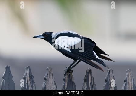 Seitenansicht einer weiblichen australischen Elster, die sich unbeholfen auf einem Holzzaun erhebt, wobei die Krallen des Vogels die Spitze des Streifens fest fassen Stockfoto