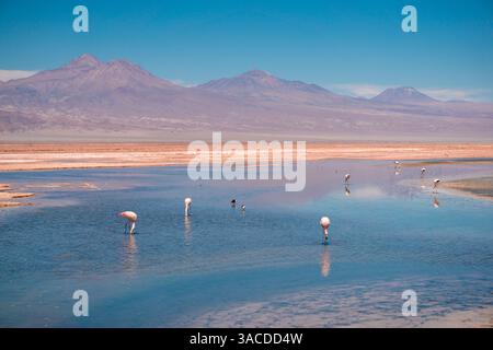 Anden-Flamingos, die in der hochgelegenen Feuchtlandschaft Laguna Chaxa in den Atacama-Salinen Chile leben, umgeben von trockenen Wüstenlandschaften und einem blauen s Stockfoto