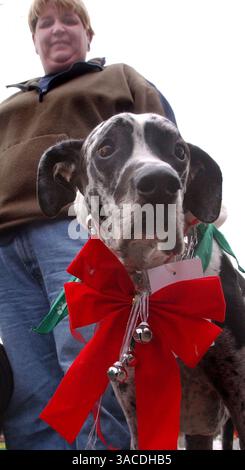 11. Dezember 2004 - Cincinnati, Ohio, USA - Zeus, ein 5 1/2 Jahre alter Great Dane, im Besitz von SANDY MOUNCE of Westen Hills, nimmt an der 14. Jährlichen Reindog-Parade durch die Straßen des Mt. Adams. (Bild: © Ken Stewart/ZUMA Press) Stockfoto