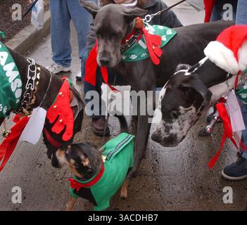 Dezember 2004 - Cincinnati, Ohio, USA - drei große Dänen schauen sich einen sehr kleinen Hund an, bevor sie an der 14. Jährlichen Reindog-Parade durch die Straßen des Mt. Adams. (Bild: © Ken Stewart/ZUMA Press) Stockfoto