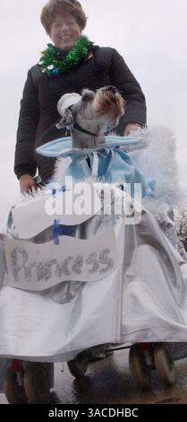11. Dezember 2004 - Cincinnati, Ohio, USA - wurde von ihrer Besitzerin JANE BIESCHEL aus Westwood in einen dekorierten Kinderwagen geschoben und ist Sophie die „Schneeprinzessin“, eine 13-jährige Schnauzer, die an der 14. Jährlichen Reindog-Parade durch die Straßen von Mt. Adams. (Bild: © Ken Stewart/ZUMA Press) Stockfoto