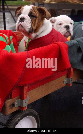11. Dezember 2004 - Cincinnati, Ohio, USA - zwölf Wochen alte englische Bulldogs Stoney und Rocky fahren in einem Wagen, der von SETH SWEATT von Taylor Mill Ky gezogen wurde. Während sie an der 14. Jährlichen Reindog-Parade durch die Straßen des Mt. Adams. (Bild: © Ken Stewart/ZUMA Press) Stockfoto