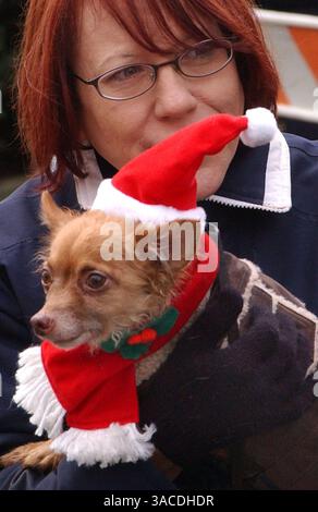 Dezember 2004 - Cincinnati, Ohio, USA - Millo, ein 8 Jahre alter Chihuahua-Mix, wird von seiner Besitzerin DIANE BUSCH aus Mt. Washington nimmt an der 14. Jährlichen Reindog-Parade durch die Straßen des Mt. Adams. (Bild: © Ken Stewart/ZUMA Press) Stockfoto