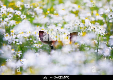 Weißschwanzhirsche (Odocoileus virginianus), die sich im Herbst in finnland auf dem Blumenfeld verstecken. Stockfoto