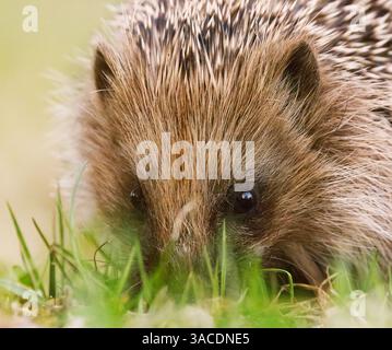 Europäischer Igel (Erinaceus europaeus) Nahaufnahme im Garten im Frühjahr. Stockfoto