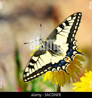 Alte Welt-Schwalbenschwanz oder gewöhnlicher gelber Schwalbenschwanz (Papilio machaon), der im Frühjahr vom Löwenzahn ernährt wird. Stockfoto