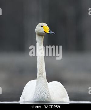 Singschwan (Cygnus cygnus) schwimmt morgens im Frühling im nebeligen See. Stockfoto