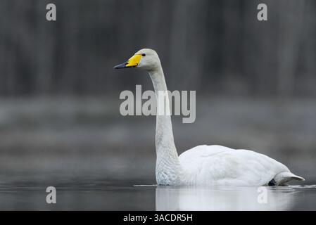 Singschwan (Cygnus cygnus) schwimmt morgens im Frühling im nebeligen See. Stockfoto